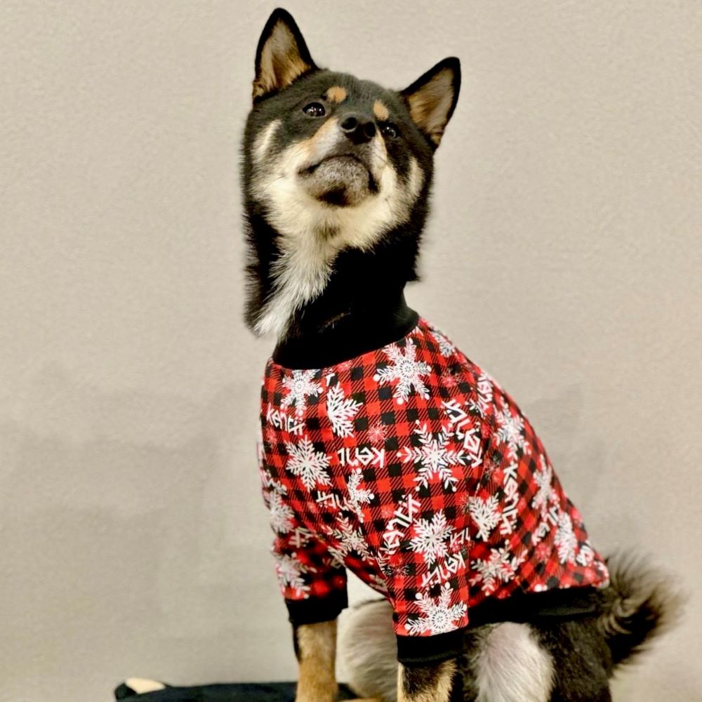 JOYFUL / ジョイフル