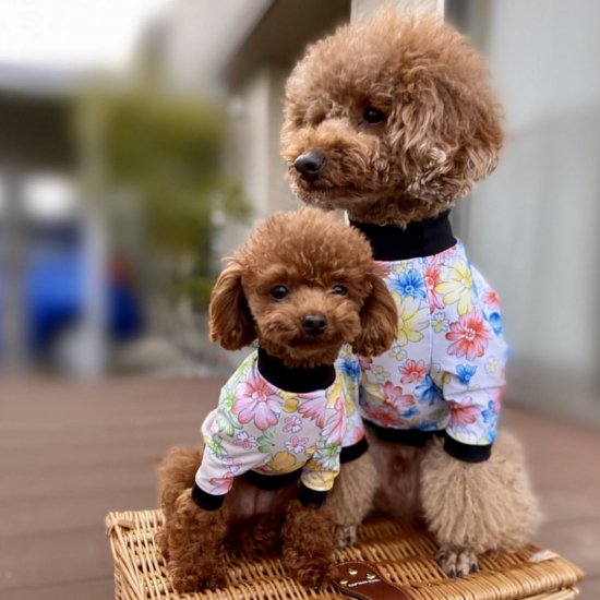 JOLIE(BEIGE)/ジョリー・ベージュ