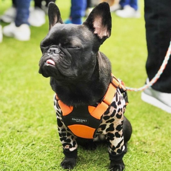 LEOPARD2020 / レオパード2020