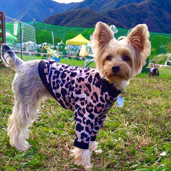 LEOPARD2020 / レオパード2020