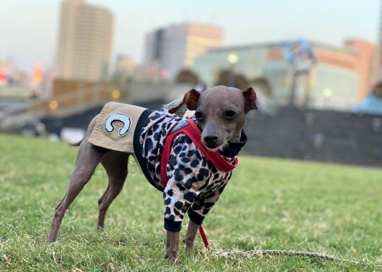 LEOPARD2020 / レオパード2020