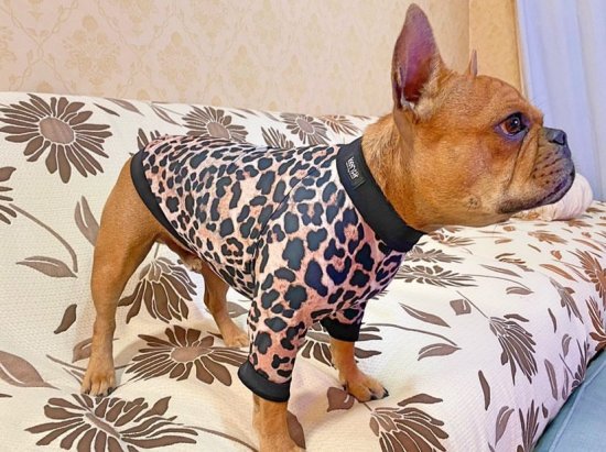 LEOPARD2020 / レオパード2020