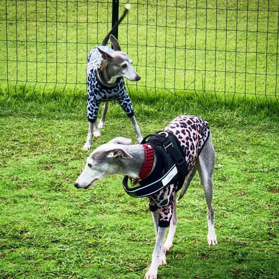 LEOPARD2020 / レオパード2020