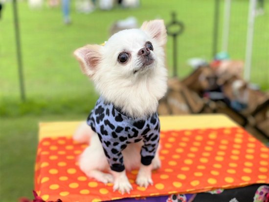 LEOPARD(SNOW) / レオパード・スノー