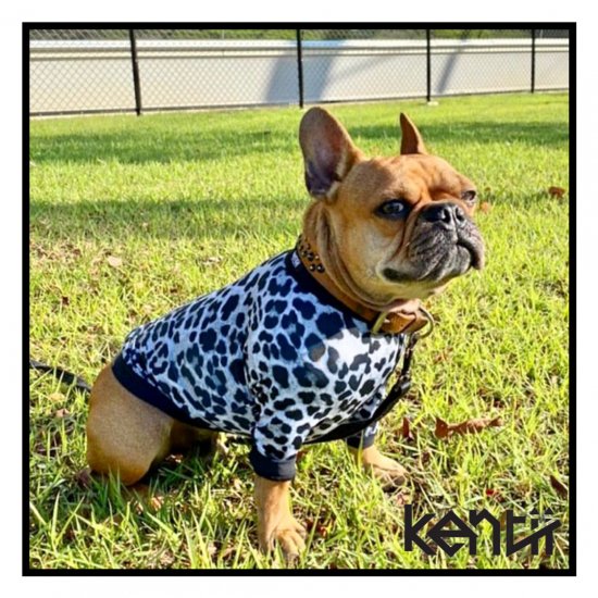 LEOPARD(SNOW) / レオパード・スノー