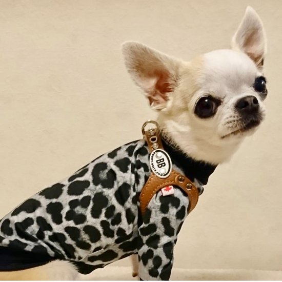 LEOPARD(SNOW) / レオパード・スノー