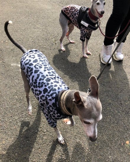 LEOPARD(SNOW) / レオパード・スノー