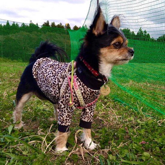 BABY LEOPARD