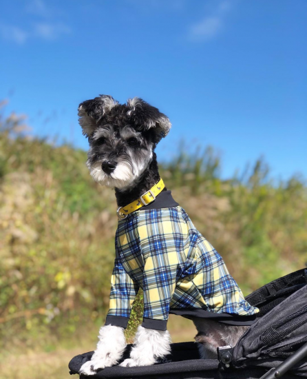 LONDON CHECK(YELLOW)