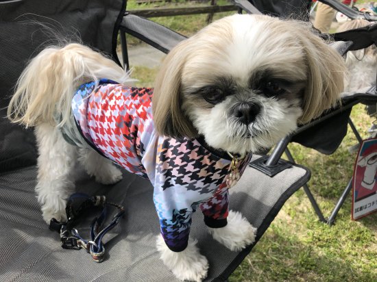 Hound's Tooth / ハウンドトゥース