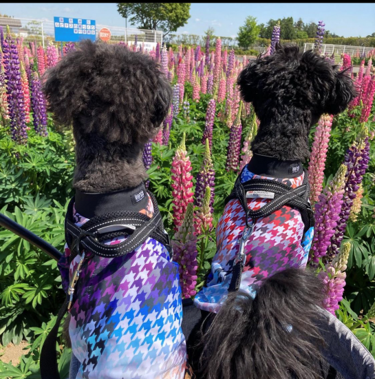 Hound's Tooth / ハウンドトゥース