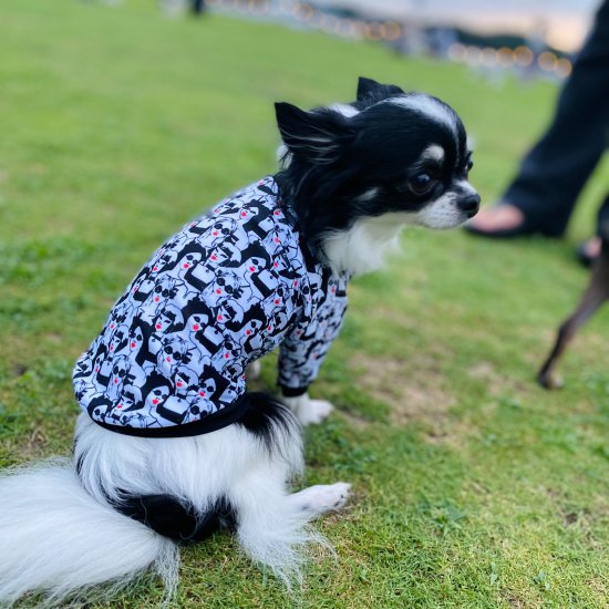 Fashionista