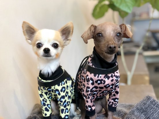 Panther (YELLOW)