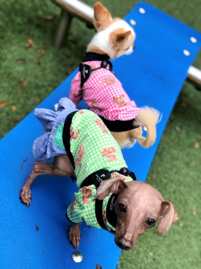 TEDDY (GREEN)