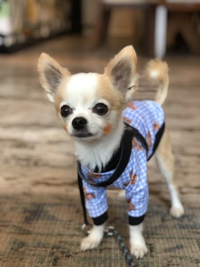 TEDDY (BLUE)