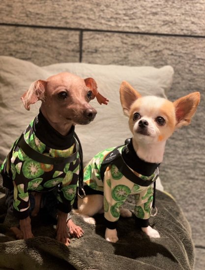 Kiwi (IVORY) / キウィ・アイボリー