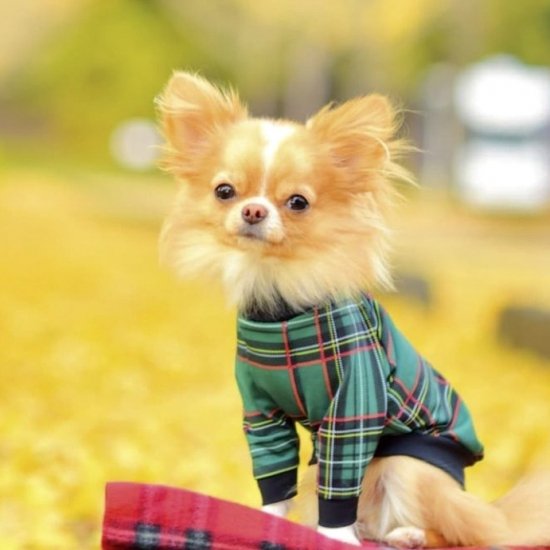 Preppy Check (Green)