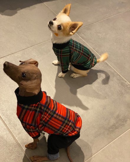 Preppy Check (Green)