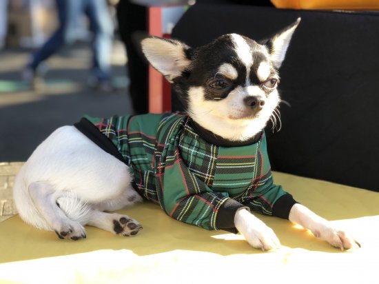 Preppy Check (Green)