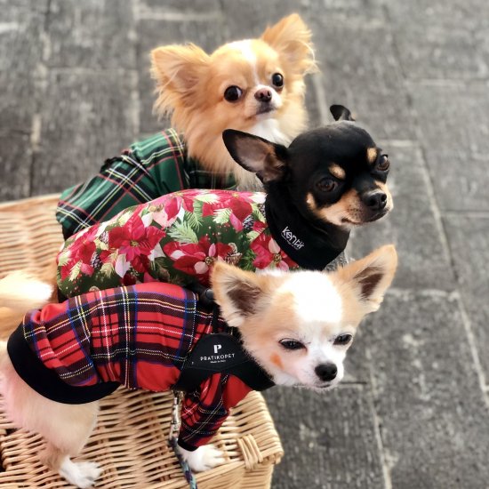 Preppy Check (Red)