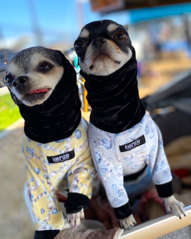 Jewel (Cream Yellow) / ジュエル・クリームイエロー