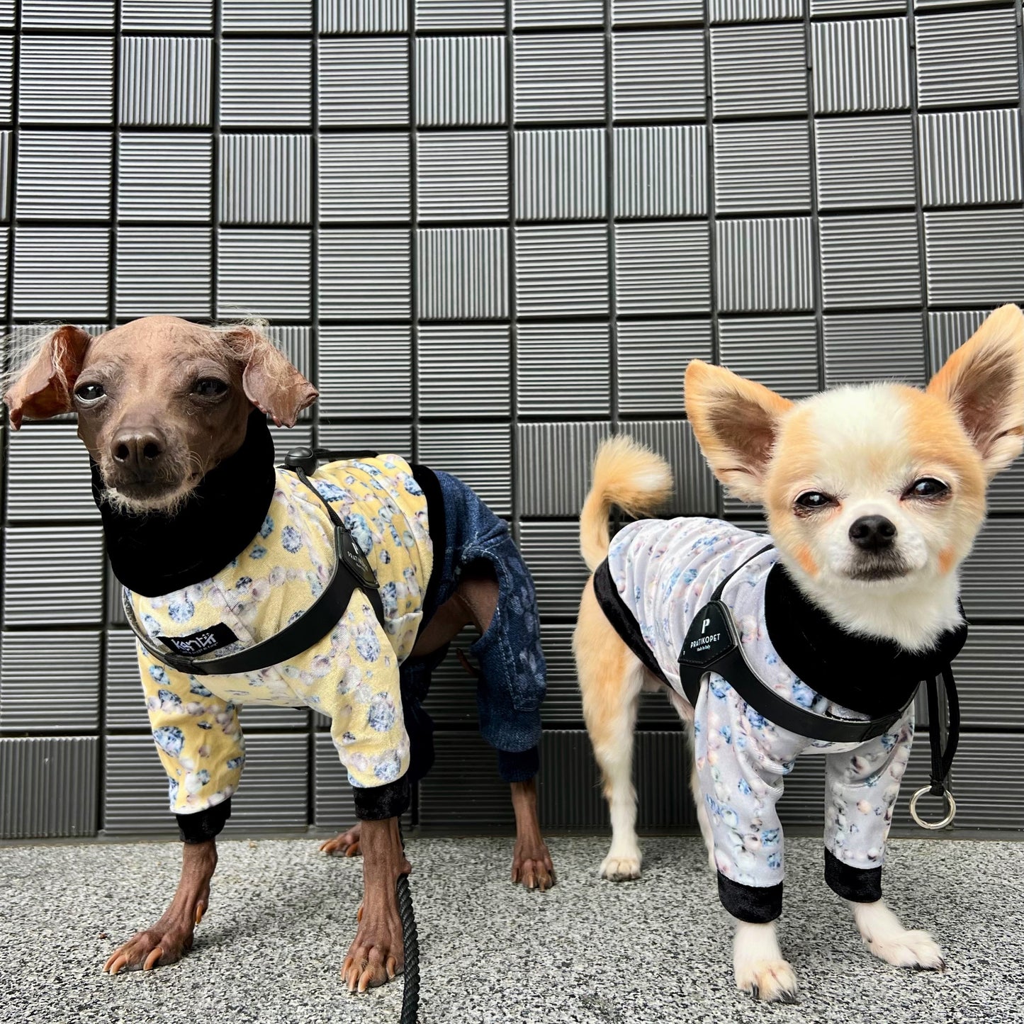 Jewel (Silver White) / ジュエル・シルバーホワイト