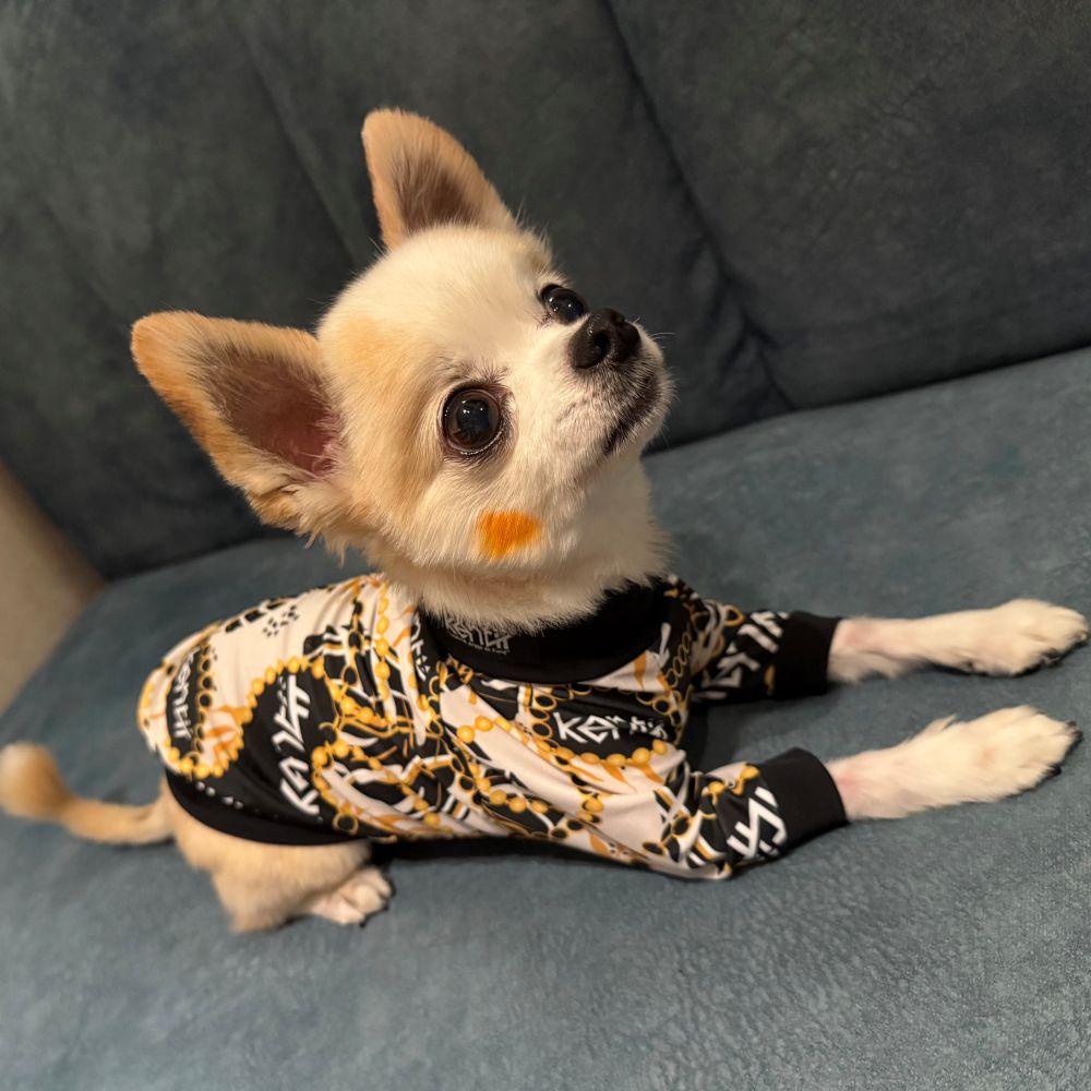 Monstera Pearl / モンステラパール