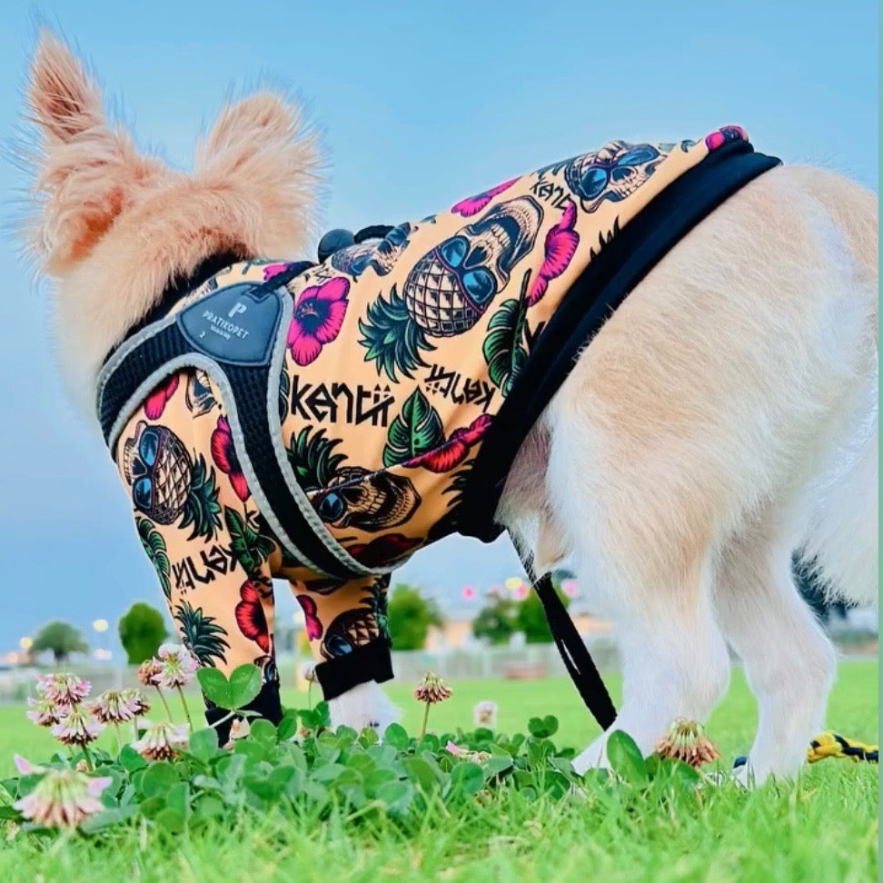 犬伏 楽天市場】【8/11まで☆ｸｰﾎﾟﾝ有&P3倍!!】zee.dog ジードッグ