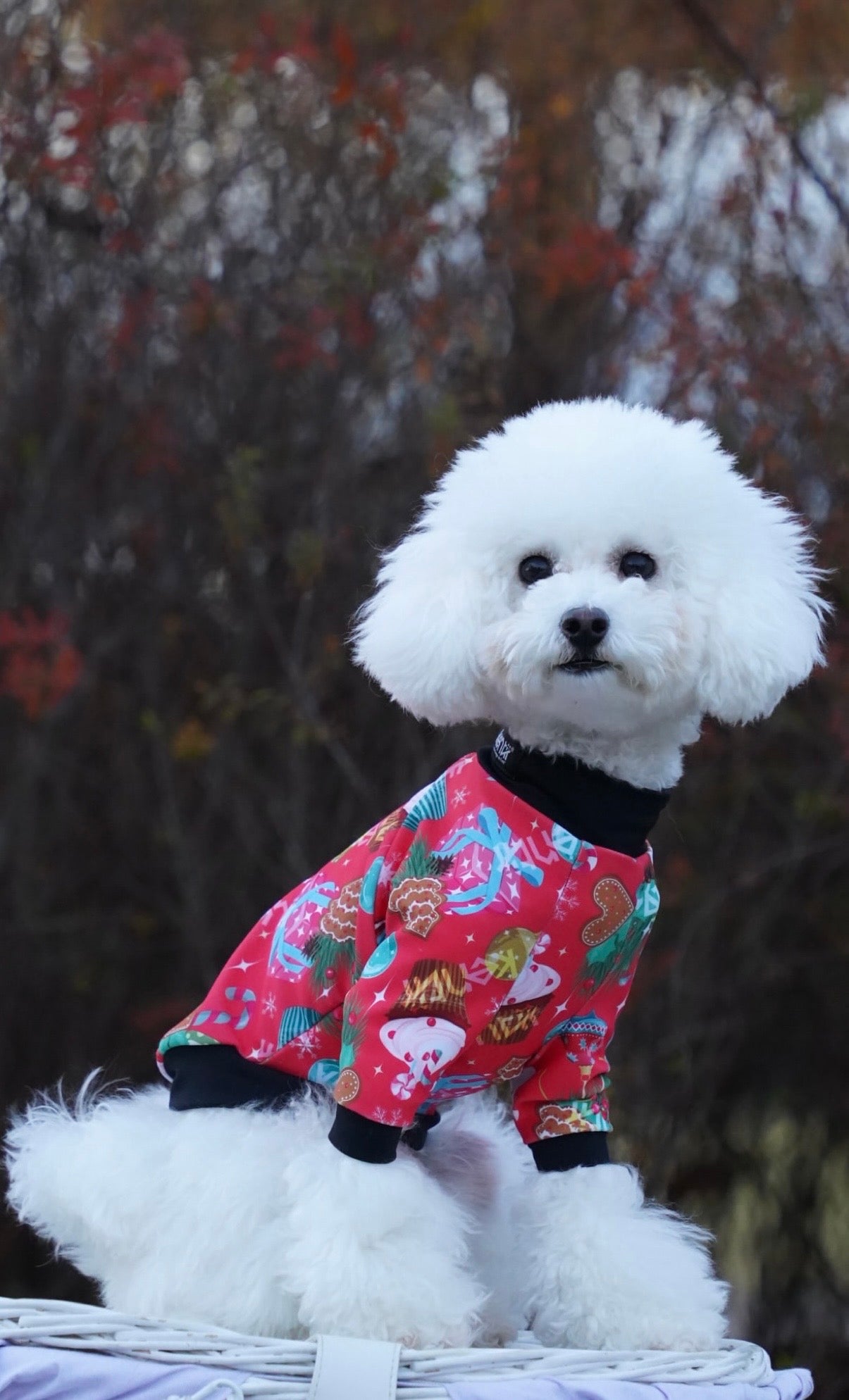 Scarlet Charm / スカーレットチャーム